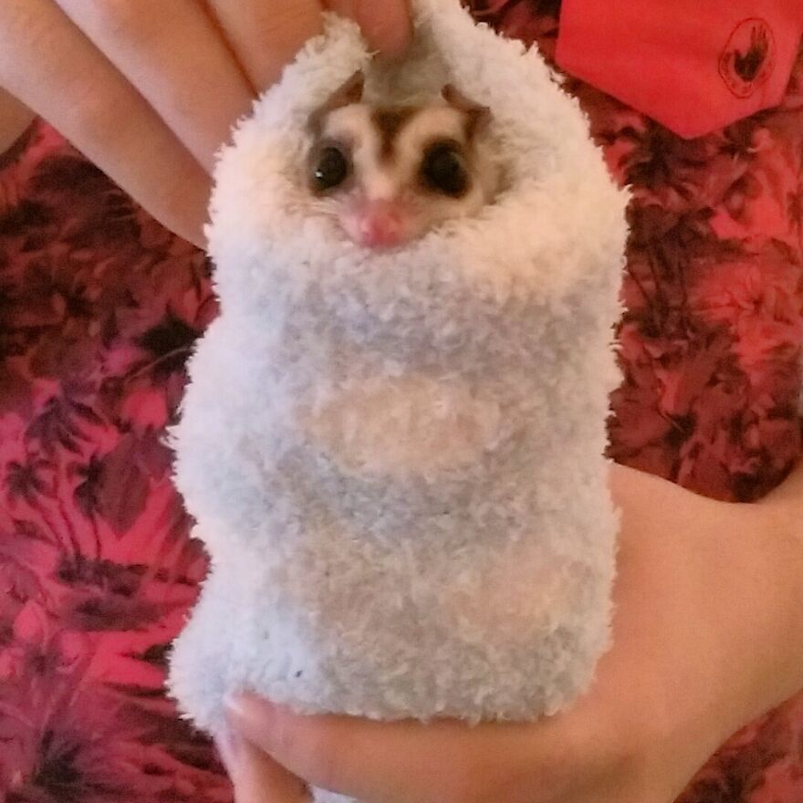 Sugar glider in the blanket 