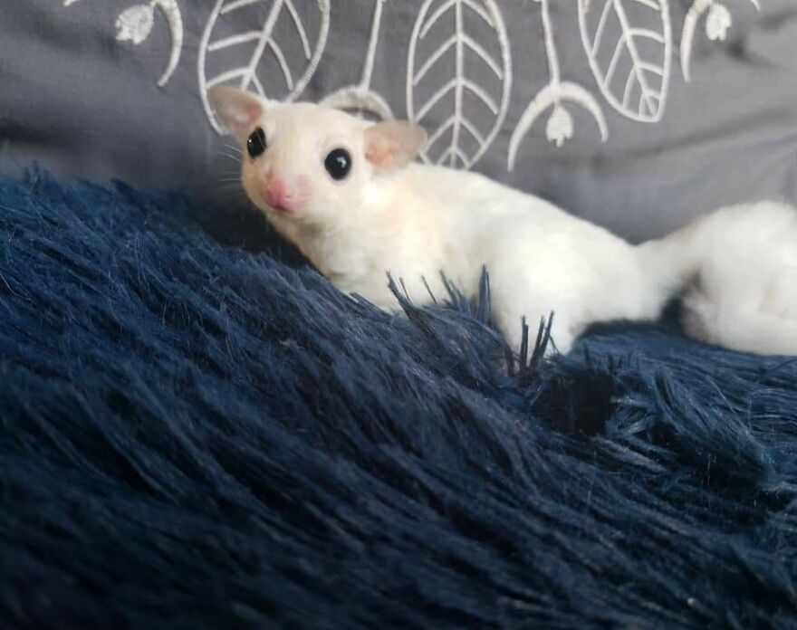 Sugar glider on the dark blue blanket 