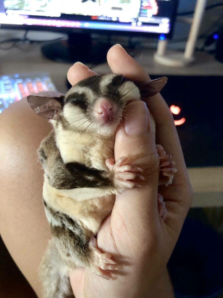 Sugar glider hugging a thumb 