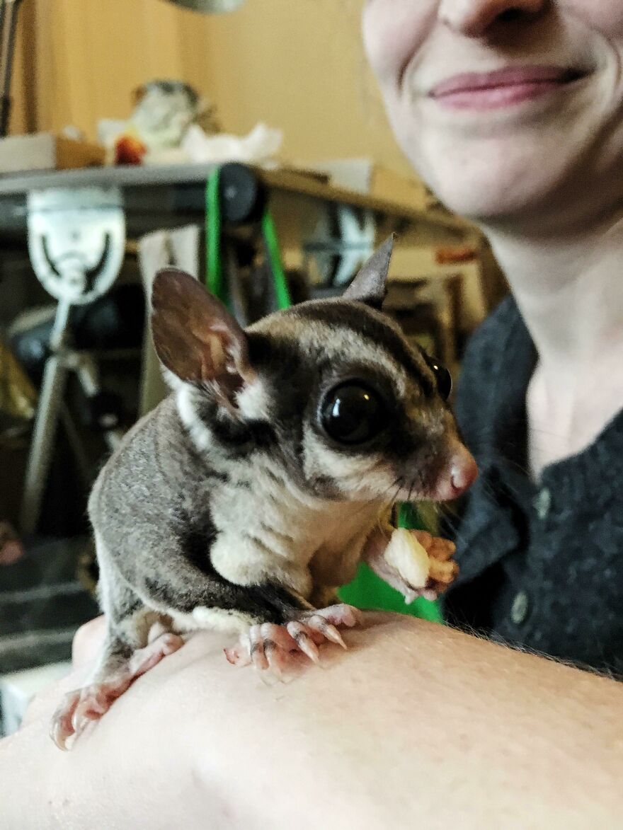 Sugar glider on the human arm 