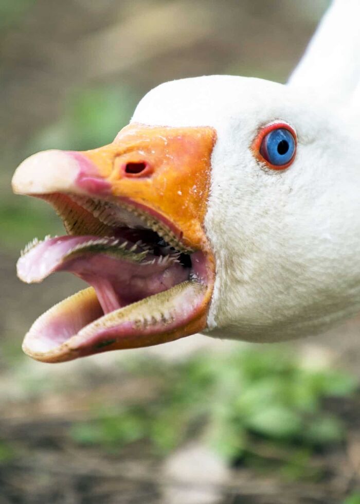 Fun Fact, Geese Have Cartalige Spikes On Their Tounges