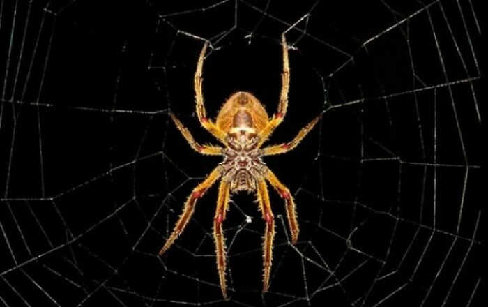 Fun Fact: Spiders Don't Have Muscles In Their Legs. They Extend Them Using A System Of Hydraulics Powered By Their Blood Pressure. When They Die, Spiders' Legs Curl Up Because The Blood Pressure Is Gone