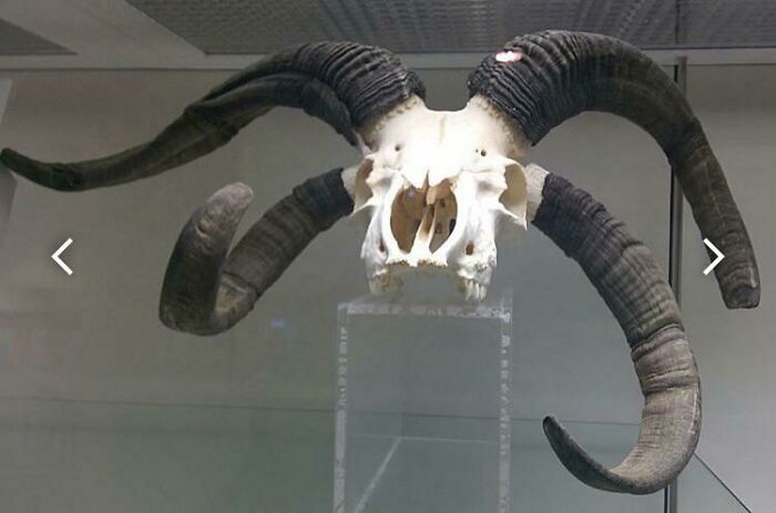 Fun Fact: There’s A Species Of Sheep That Has Two Pairs Of Horns Called Jacob Sheep. They Are One Of Very Few Species Of Sheep To Have Multiple Pairs Of Horns. Here’s A Picture Of Its Skull: