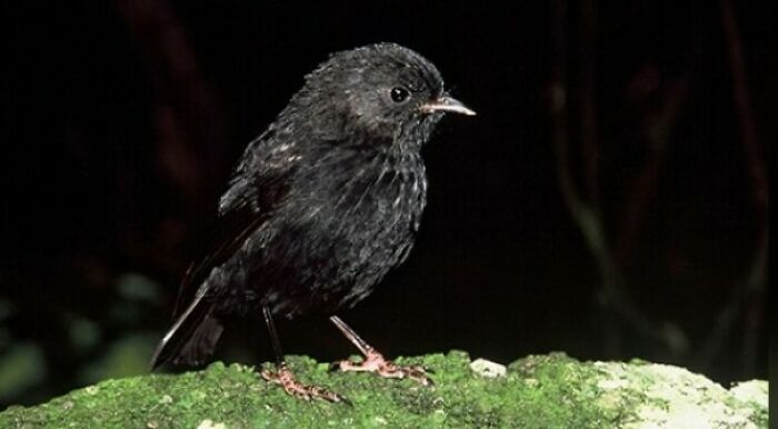 Fun Fact: A Black Robin Named Old Blue Became The Mother Of Her Entire Species When She Was The Last Fertile Female In A Group Of 5 Robins. There Are Now Over 250 Black Robins On The Chatham Islands, And Have Raised Their Status From Critically Endangered To Endangered