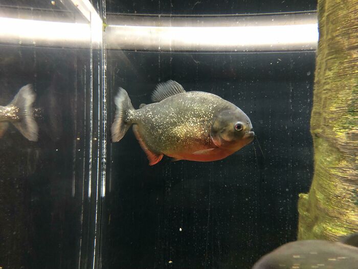 This Is A Piranha. Contrary To Popular Belief, They Almost Never Attack Humans (Unless Crazy Starved). I Work At An Aquarium And Clean Their Tank While They Are In There (About 12 Of Them). Quite The Scaredy-Cats, Actually. Won't Go Anywhere Near Something Living As Large As A Human