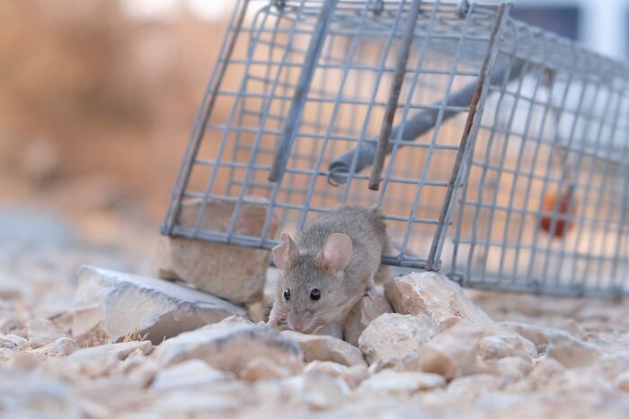 Rat Near A Rat Trap 