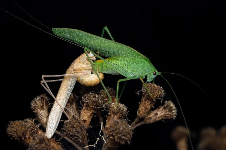 Photograph By Amith Kiran Menezes/Royal Entomological Society