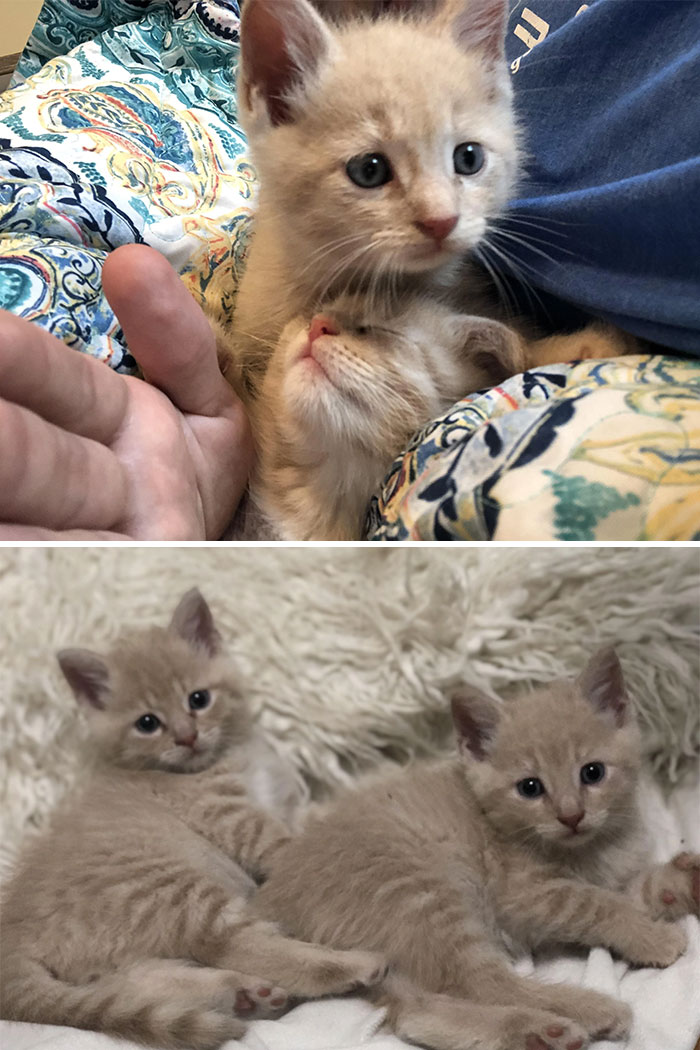 These Boys Were Found Inside A Storm Drain Last Week. They Ended Up With Me After No One Else Would Take Them, Not Even The Shelter. I’m So Lucky Cause They Are A Perfect Set!
