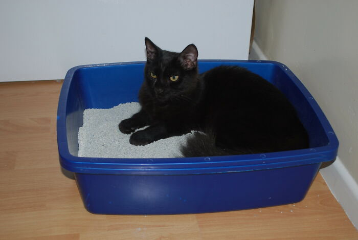 Black cat sitting in blue litter box