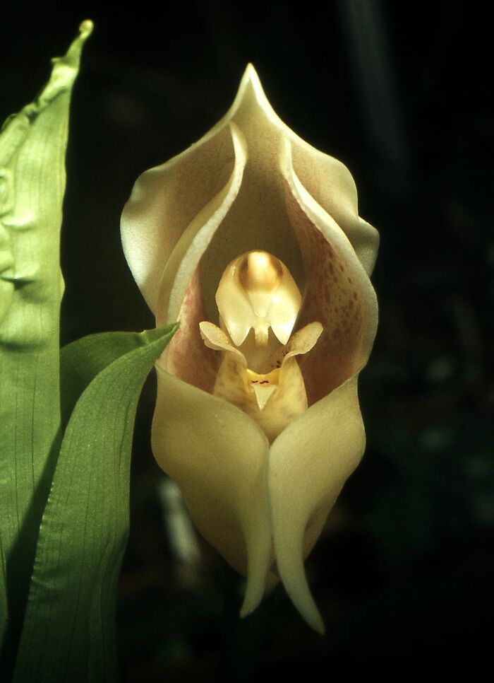 close up view of Anguloa Uniflora flower