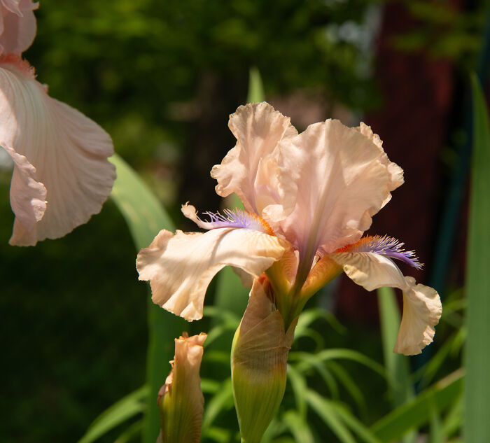 Concertina Iris