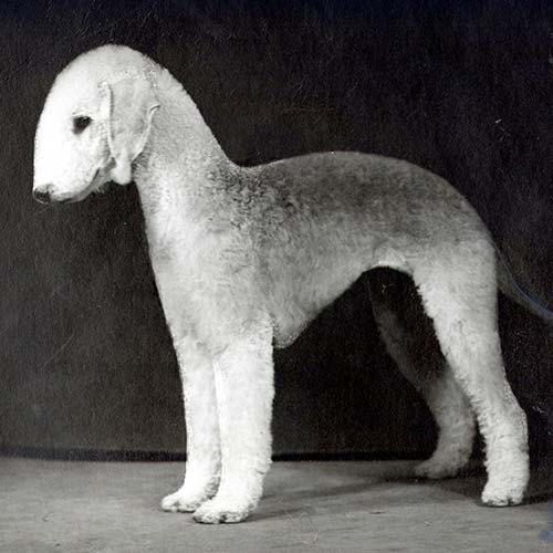 Bedlington-Terrier-History-07-64595e196583c.jpg