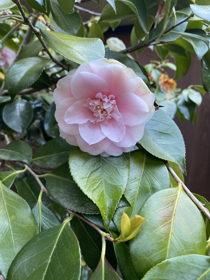 They Were Dying, But Still So Pretty!