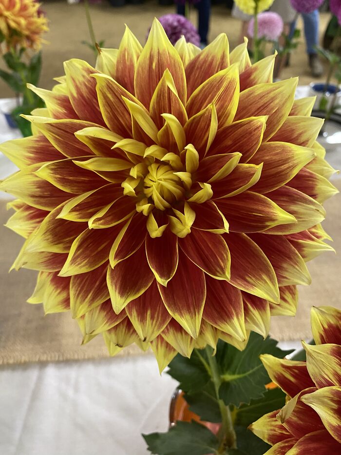 Also From Our Local Fair! So Many Beautiful Dahlias There