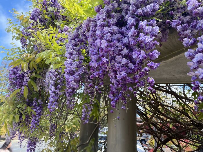 I Believe These Are Wisteria