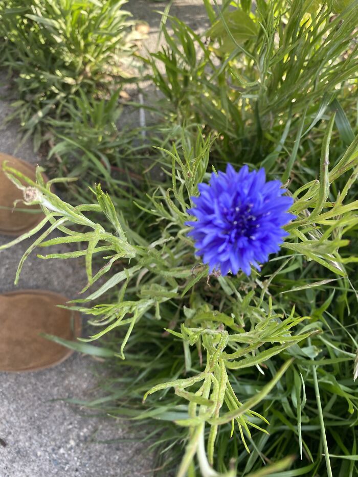 This Isn’t The Best Of Quality But I Only Had One Pic- Anyone Have An Idea Of What This Precious Thing Is?