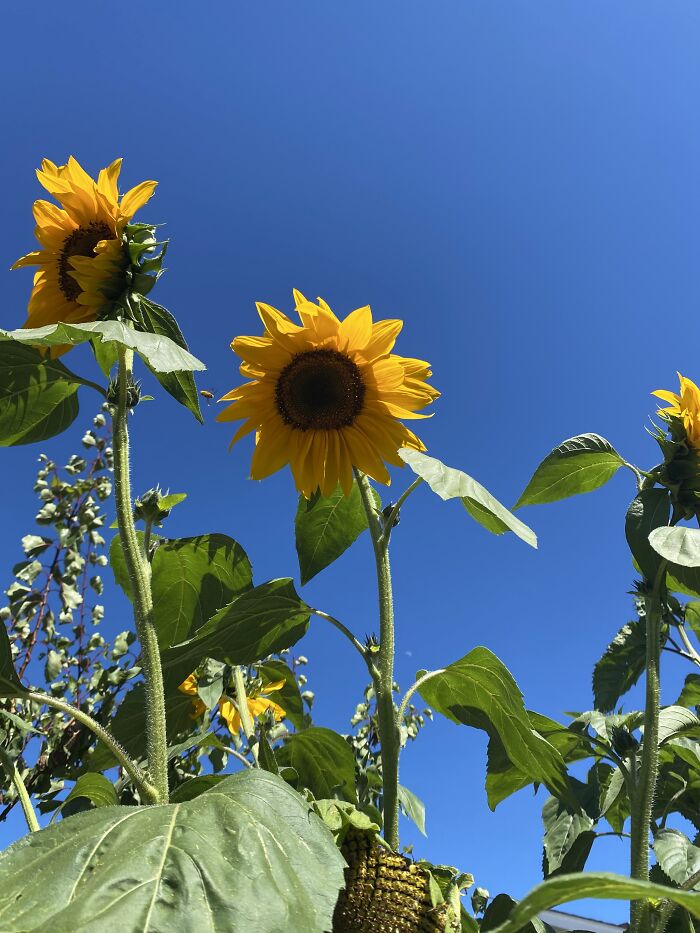 The Sunflowers I Miss