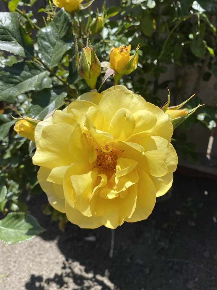 How Bright And Vibrant!