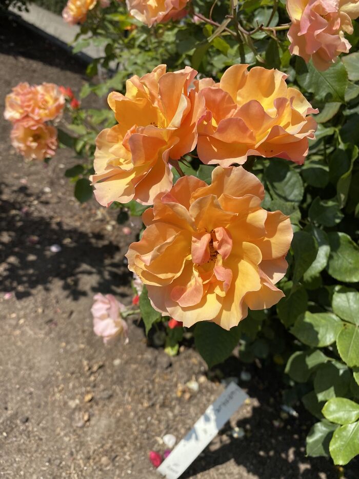 I Love Their Wavy, Potato Chip Petals