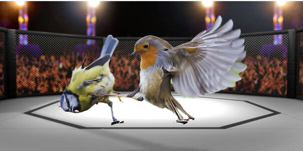 BirdKickBoxing-6464274709b6a-png.jpg