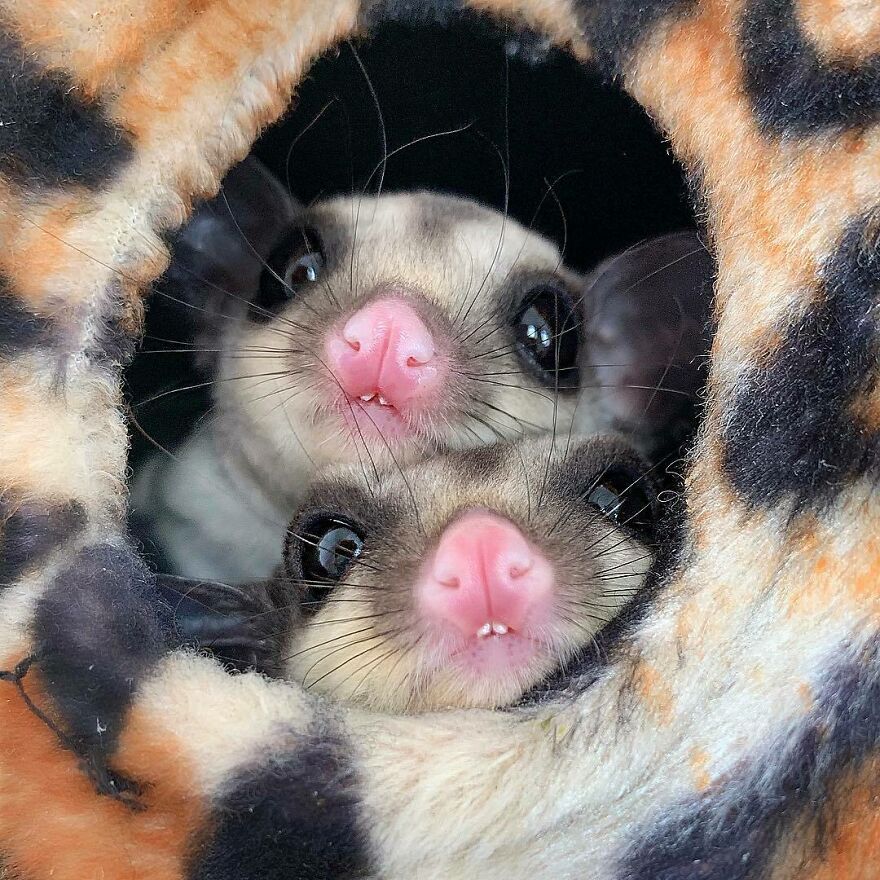 Two sugar gliders with pink noses and teeth 