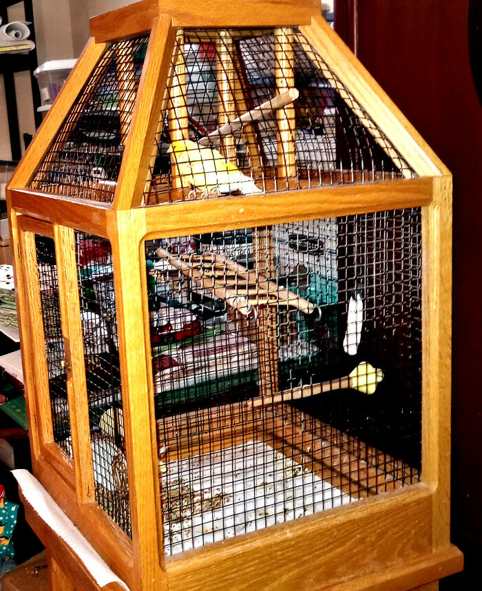 Cary, My 8 Year-Old Rescue Canary