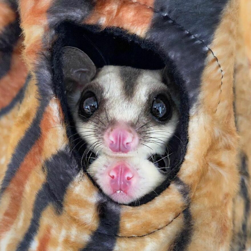 Sugar gliders in the hole 