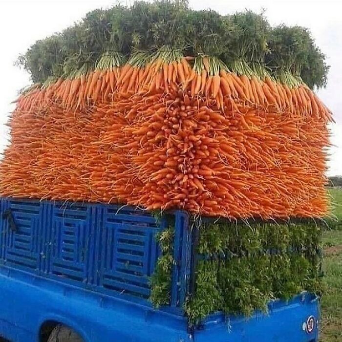 Delivery For Bugs Bunny