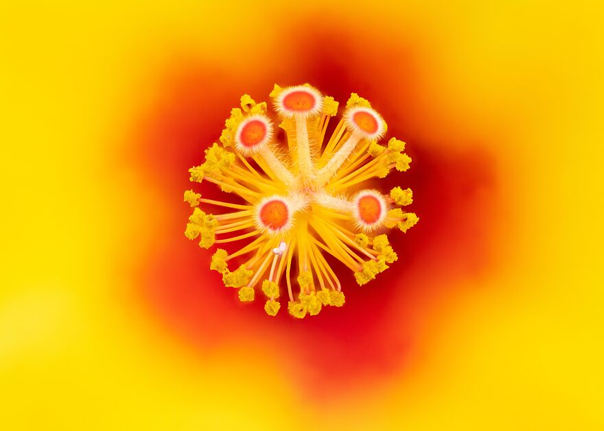 Hibiscus Flowers - Michael Block