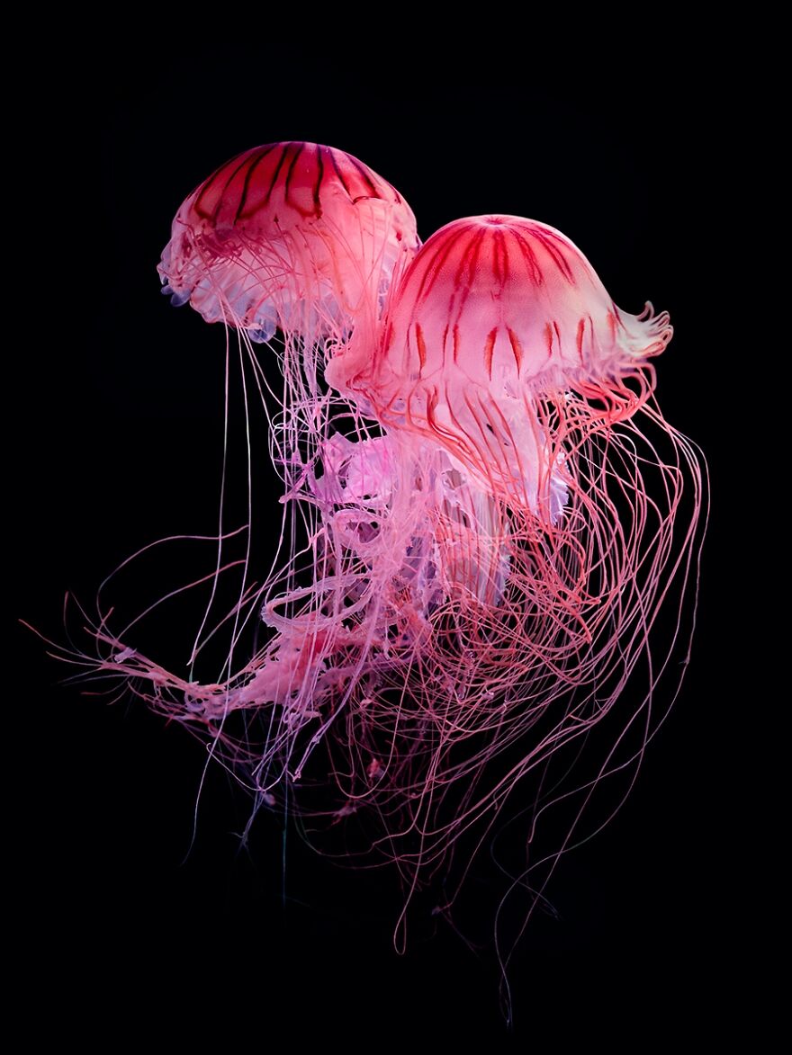 Watery Being - Jellyfish - Eriko Kaniwa