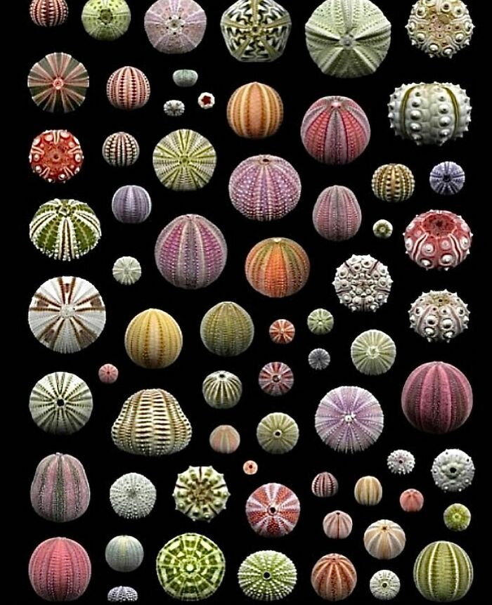 Hay 950 especies de erizos de mar que habitan una amplia gama de zonas de profundidad en todos los climas de los océanos del mundo
