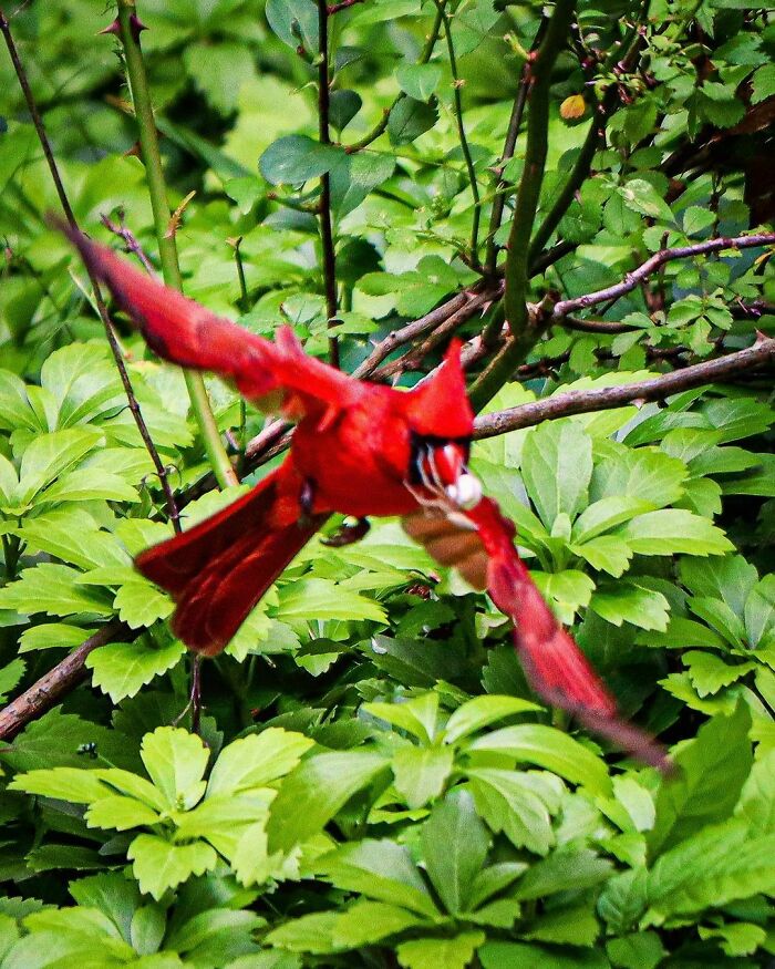 In Case You Needed Nightmare Material, I Present To You A Cardinal Emerging From The Bushes With A Spider Wrapped Around Its Beak