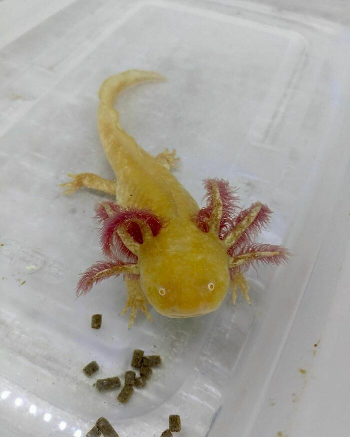 Cute axolotl in a container with food pellets, displaying its unique features and charming appearance.