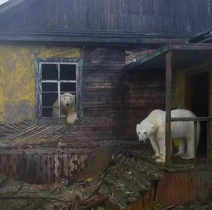 Could-Be-Album-Covers-Pics