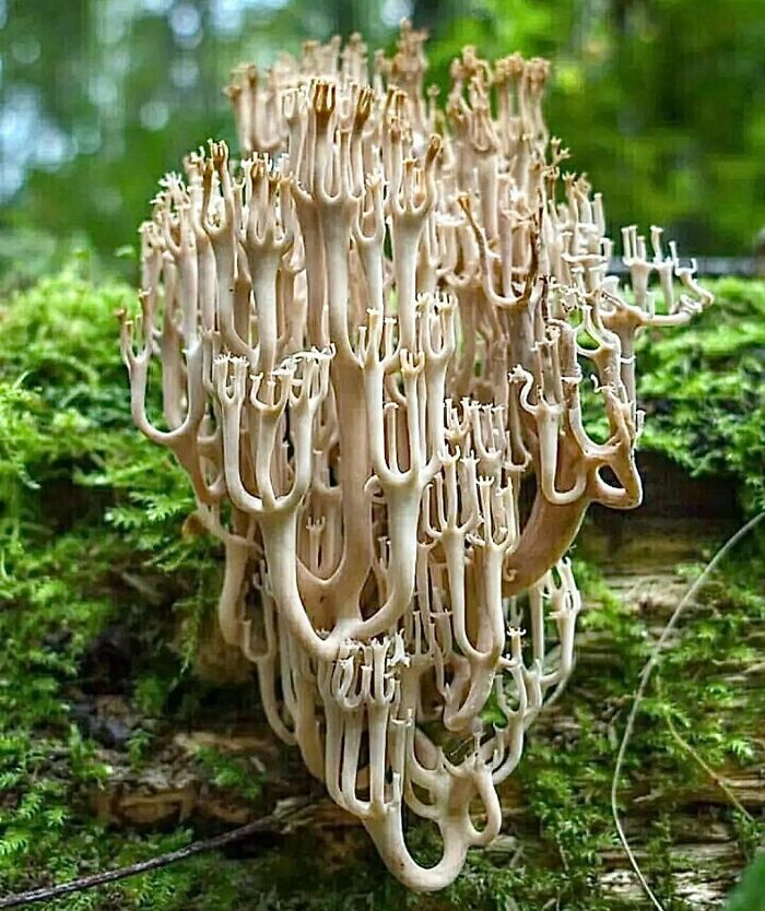 Coral Mushroom (Ramaria Acrisiccescens) North America. Mother Nature Grows The Darnedest Things. Looks Like A Fungi Chandelier