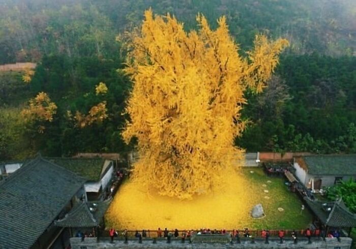 Un ginkgo de 1.400 años de antigüedad situado en Xi'an (China) atrae cada año a miles de personas de toda China