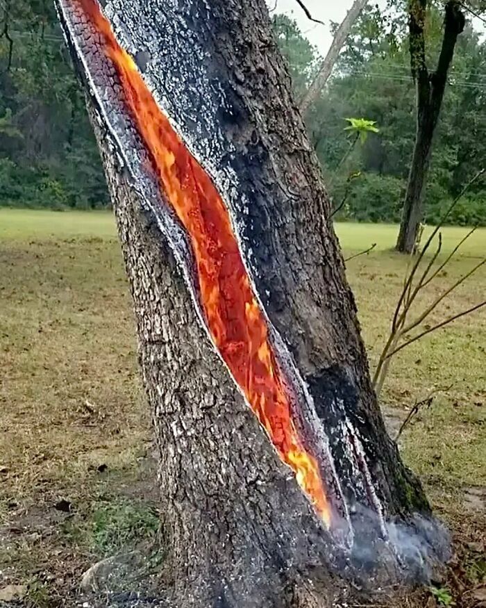 Trees Struck By Lightning. The Temperature Of A Lightning Strike Is 5 Times Hotter Than The Sun, Causing An Internal Pressure That Can Cause The Tree To Explode From Within