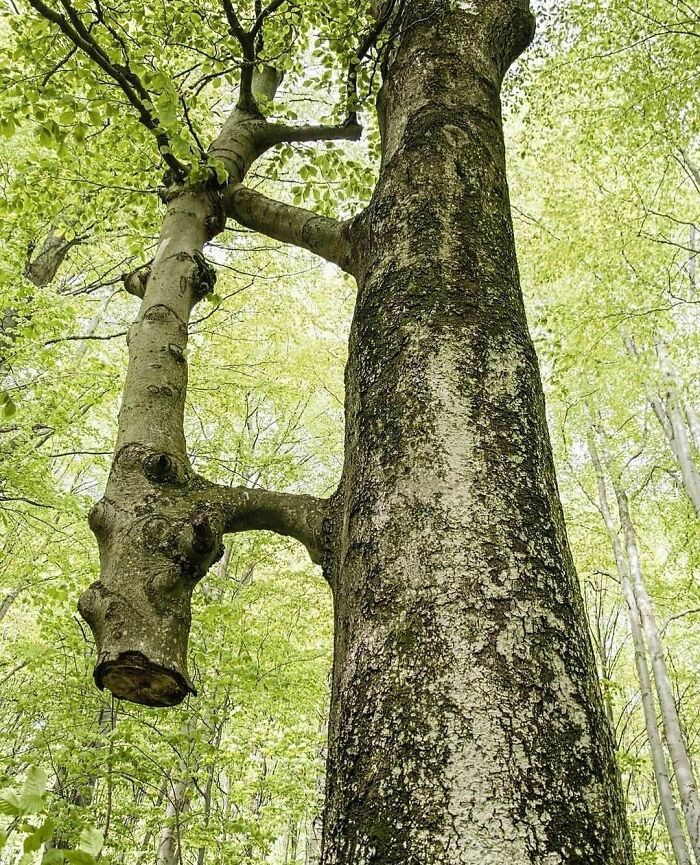 Un árbol salvado por un árbol
