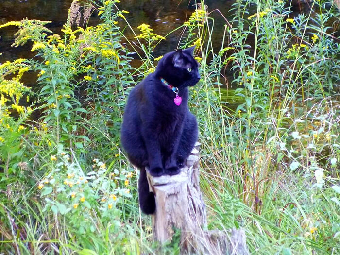 Cleveland Just Chilling On His Lookout Post!