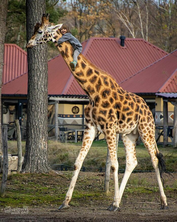 Fuimos a un parque safari este fin de semana, así que no pude resistirme a hacer este Photoshop