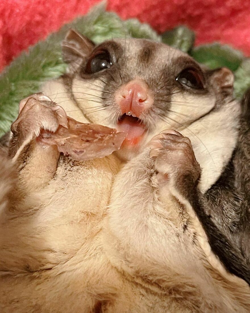 Sugar glider snaking 