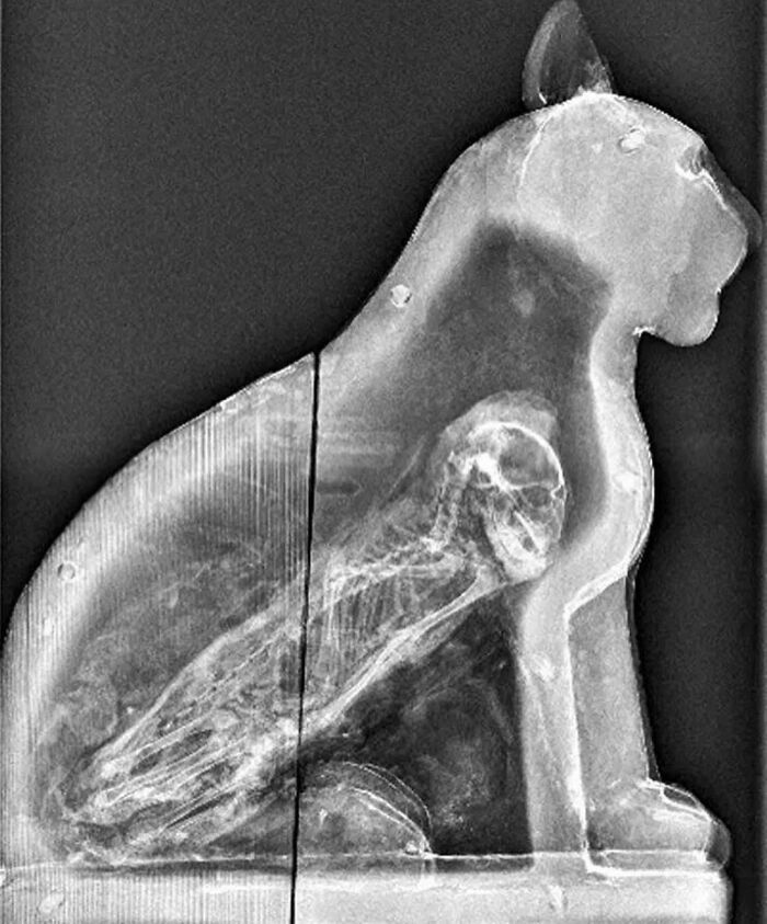 X-Ray Of A Cat Sarcophagus With A Cat Mummy Inside Found In Egypt
