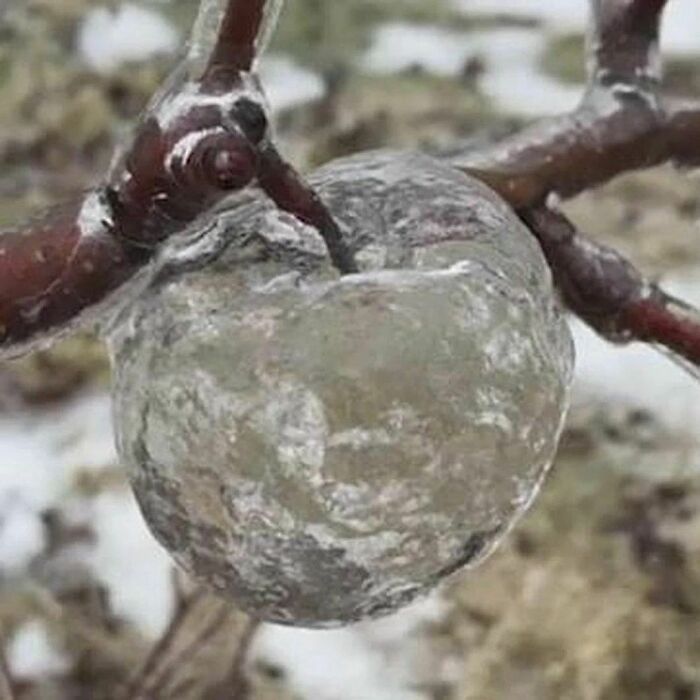 Ghost Apples Appear After Ice Forms Around An Apple And Remains In Place Even After The Apple Has Rotted And Fallen Out