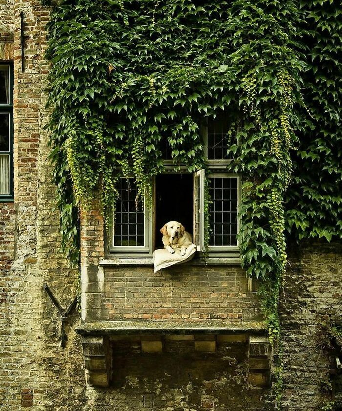 Fidele, el perro más famoso de Brujas. Fidele era un perro famoso y una atracción turística en Brujas, Bélgica