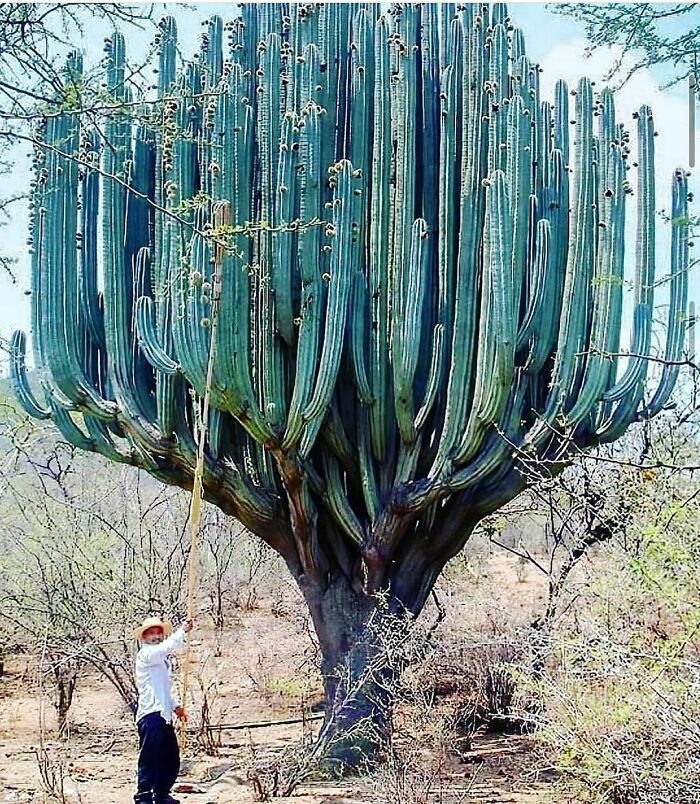 Giant Cactus In Oaxaca Mexico