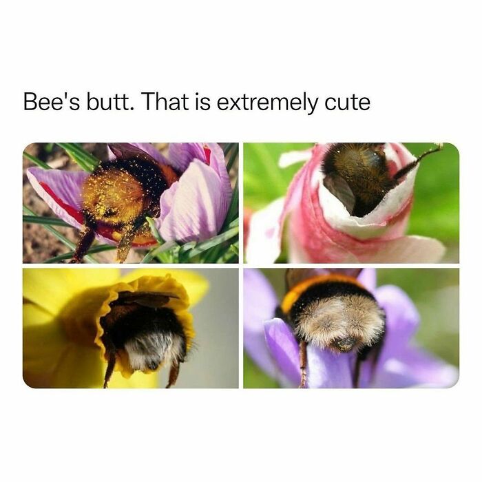 Wholesome-Memes-Hurtingsouls