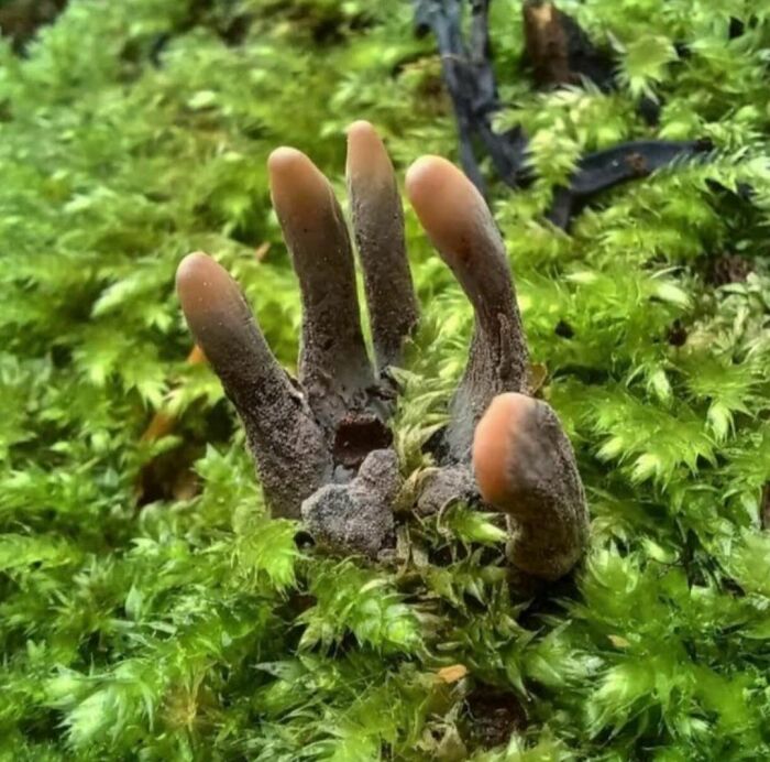 Dead Man’s Finger Mushrooms