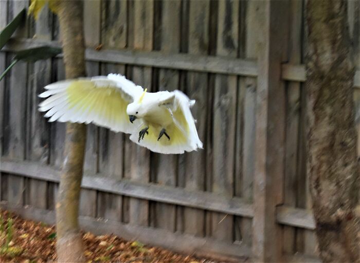 Sulpher Crested Cockatoo