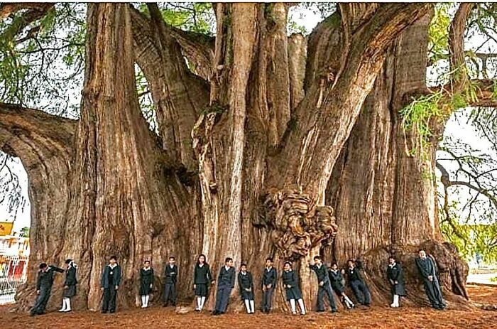 Worlds Largest Diameter Tree In The World. El Arbol Del Tule