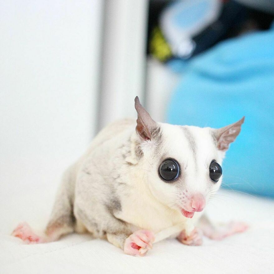 White sugar glider